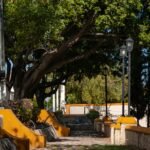 a couple of benches sitting next to a tree